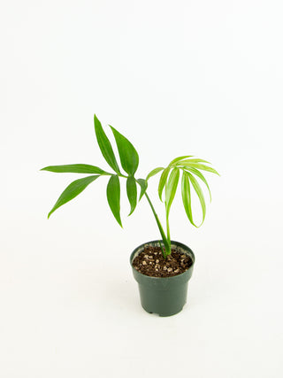 Monstera subpinnata