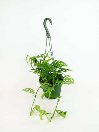 Monstera adansonii