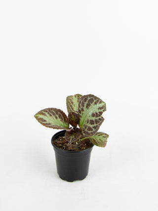 Episcia sp.