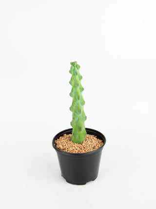 Myrtillocactus geometrizans 'Fukurokuryuzinboku'