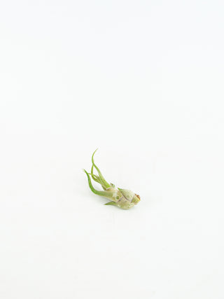 Assorted Tillandsia 'Air Plants'