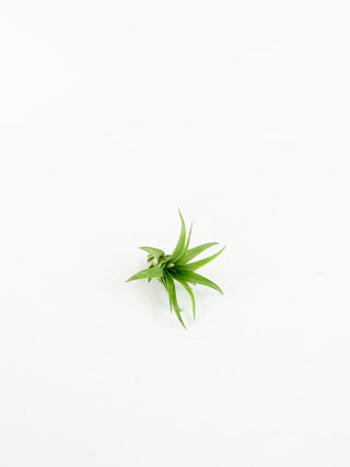 Assorted Tillandsia 'Air Plants'