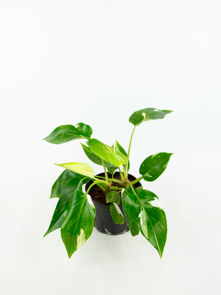 Philodendron ‘white princess’