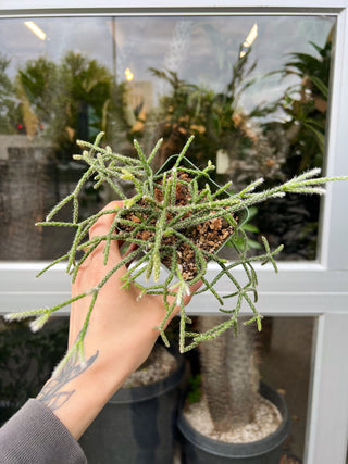 Rhipsalis pilocarpa