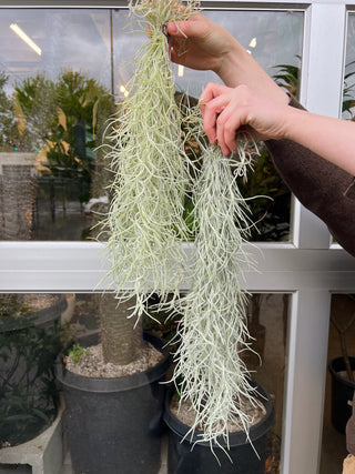 Tillandsia usneoides