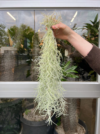 Tillandsia usneoides