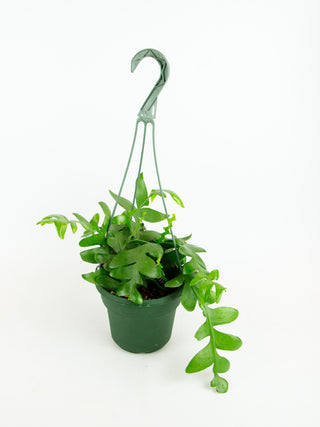Selenicereus chrysocardium 'Fern Leaf Cactus'