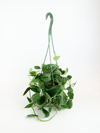 Scindapsus pictus
