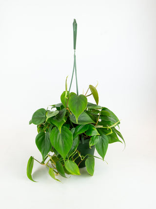Philodendron hederaceum