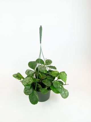 Hoya obovata 'Splash'