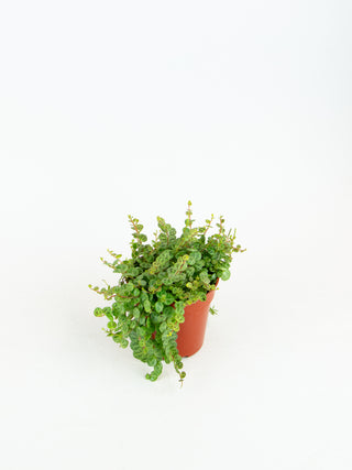 Peperomia prostrata 'String of Turtles'