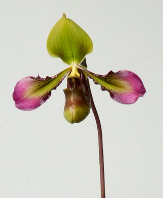 Paphiopedilum 'Apres Midi'