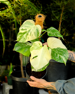 Monstera deliciosa albo variegata