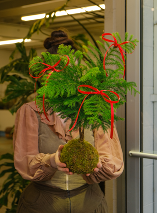 Norfolk Pine Kokedama