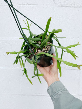 Rhipsalis micrantha