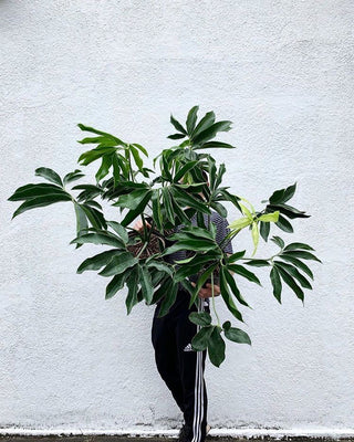 Thaumatophyllum spruceanum