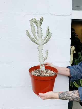 Euphorbia lactea 'White Ghost'