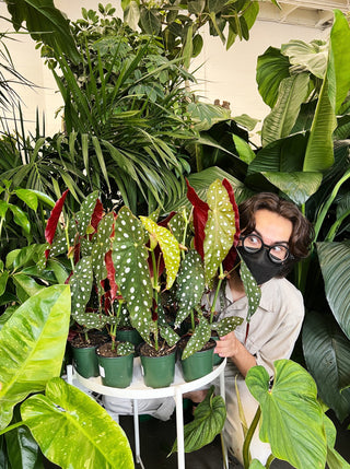 Begonia maculata