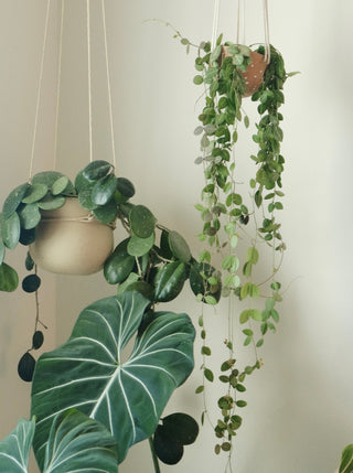 Dischidia ovata