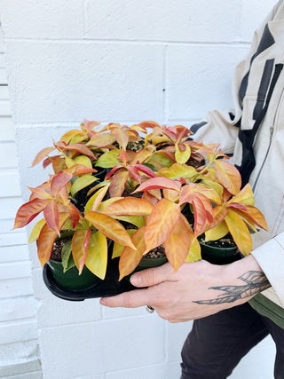 Pereskia aculeata cv. godseffiana