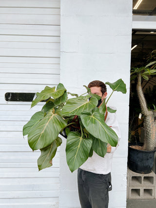 Philodendron 'summer glory'