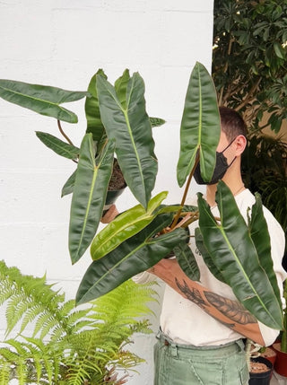 Philodendron billietiae