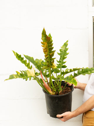 Philodendron 'Ring of Fire'