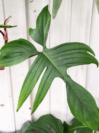 Philodendron 'Florida Green'