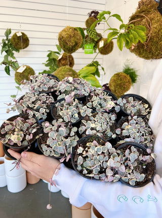 Ceropegia woodii variegata 'String of Hearts'