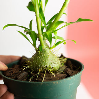 Myrmephytum selebicum