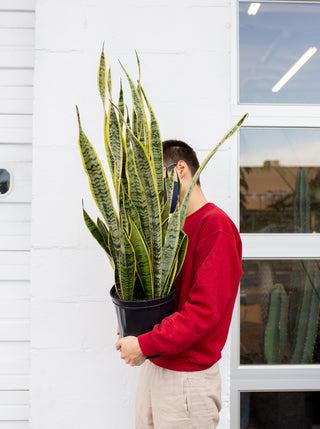 Dracaena trifasciata 'Laurentii'