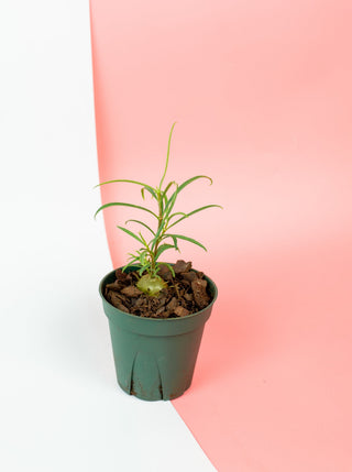 Hydnophytum puffii