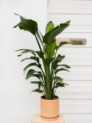 Strelitzia nicolai 'Bird of Paradise'