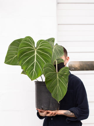 Philodendron gloriosum