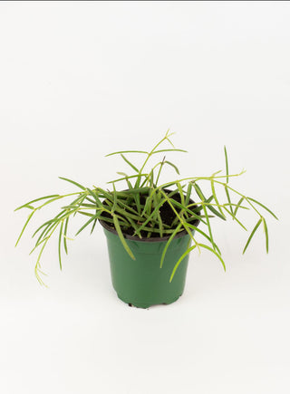 Hoya linearis