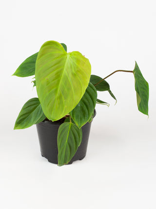 Philodendron 'fuzzy petiole'