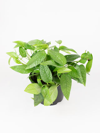Epipremnum pinnatum 'Cebu Blue'