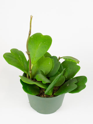 Hoya kerrii