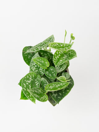 Scindapsus pictus