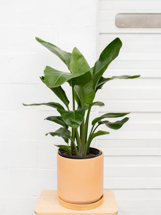 Strelitzia nicolai 'Bird of Paradise'