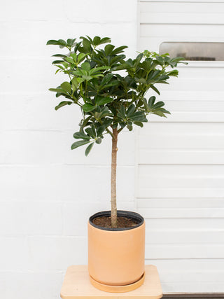 Schefflera arboricola