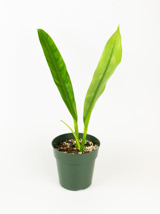 Philodendron crassinervium