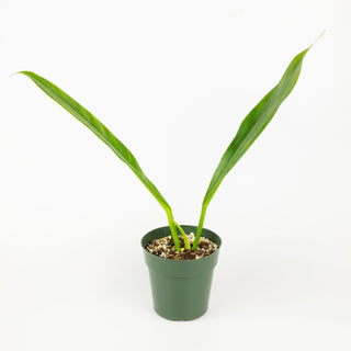 Philodendron crassinervium