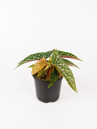 Begonia 'Cracked Ice'