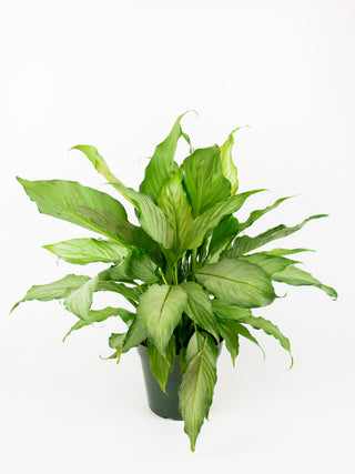 Spathiphyllum 'Platinum Mist'