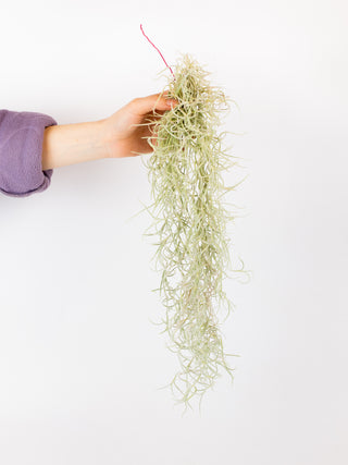 Tillandsia usneoides