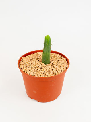 Trichocereus bridgesii forma monstrose inermis