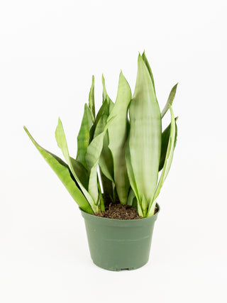 Dracaena ‘Moonshine’