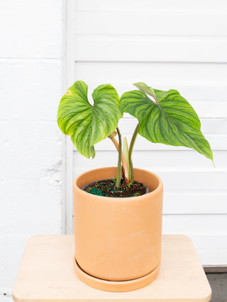 Philodendron plowmanii