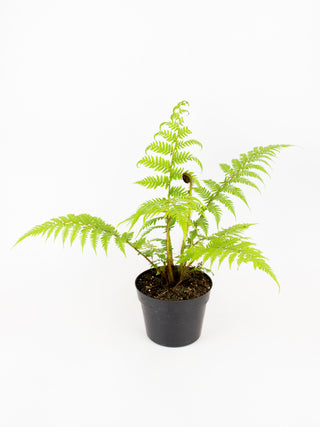 Sphaeropteris cooperi 'Australian Tree Fern'